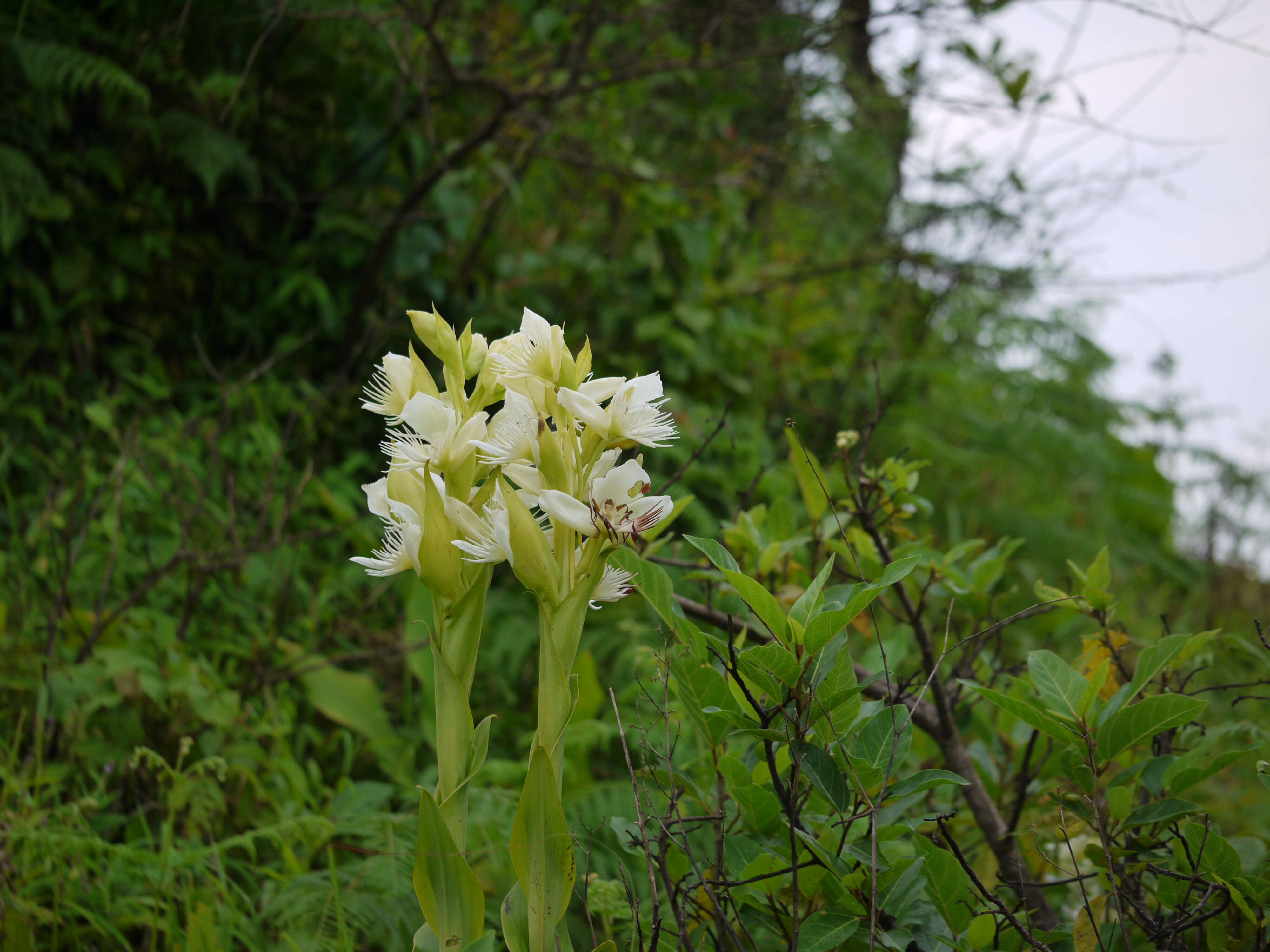 Слика од Pecteilis gigantea (Sm.) Raf.