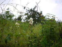 Слика од Pecteilis gigantea (Sm.) Raf.