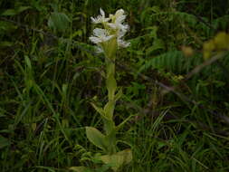 Слика од Pecteilis gigantea (Sm.) Raf.