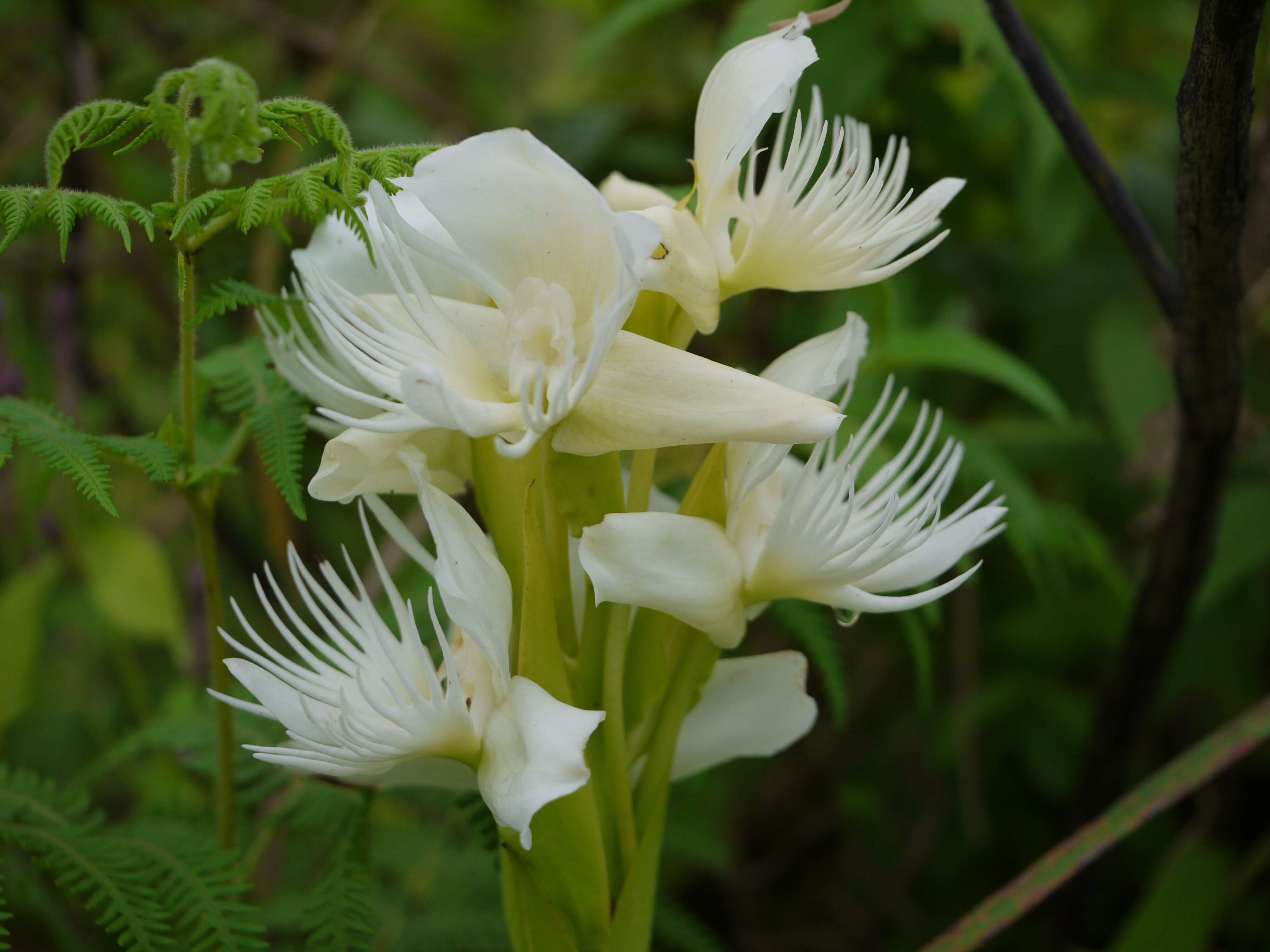 Слика од Pecteilis gigantea (Sm.) Raf.