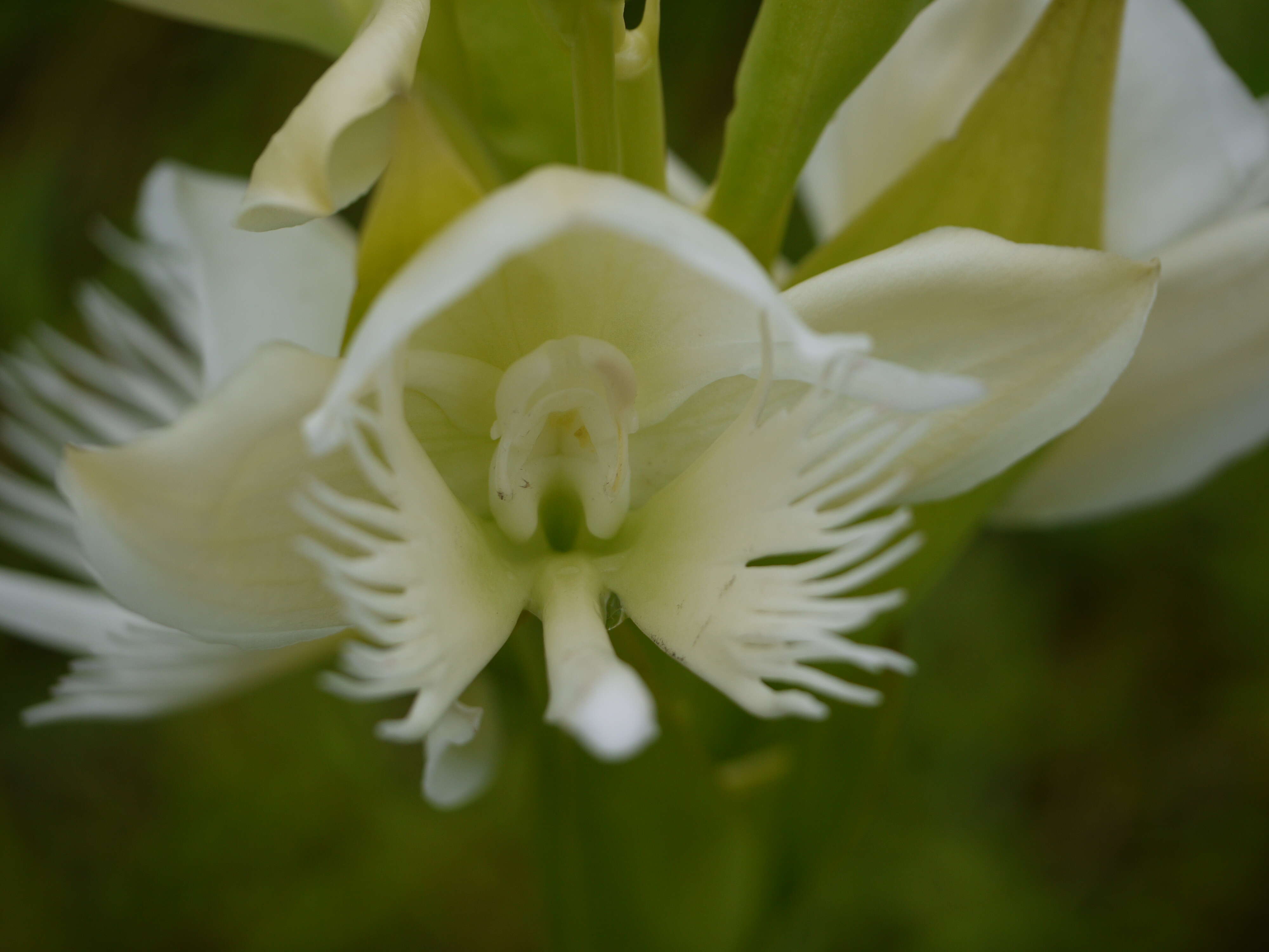 Слика од Pecteilis gigantea (Sm.) Raf.