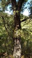 Image of Algerian oak