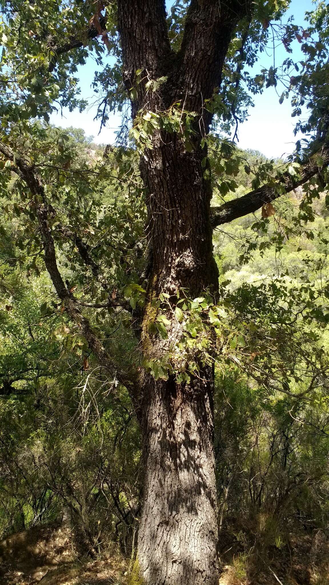 Image of Algerian Oak