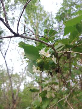 Image of Cordia truncatifolia Bartlett