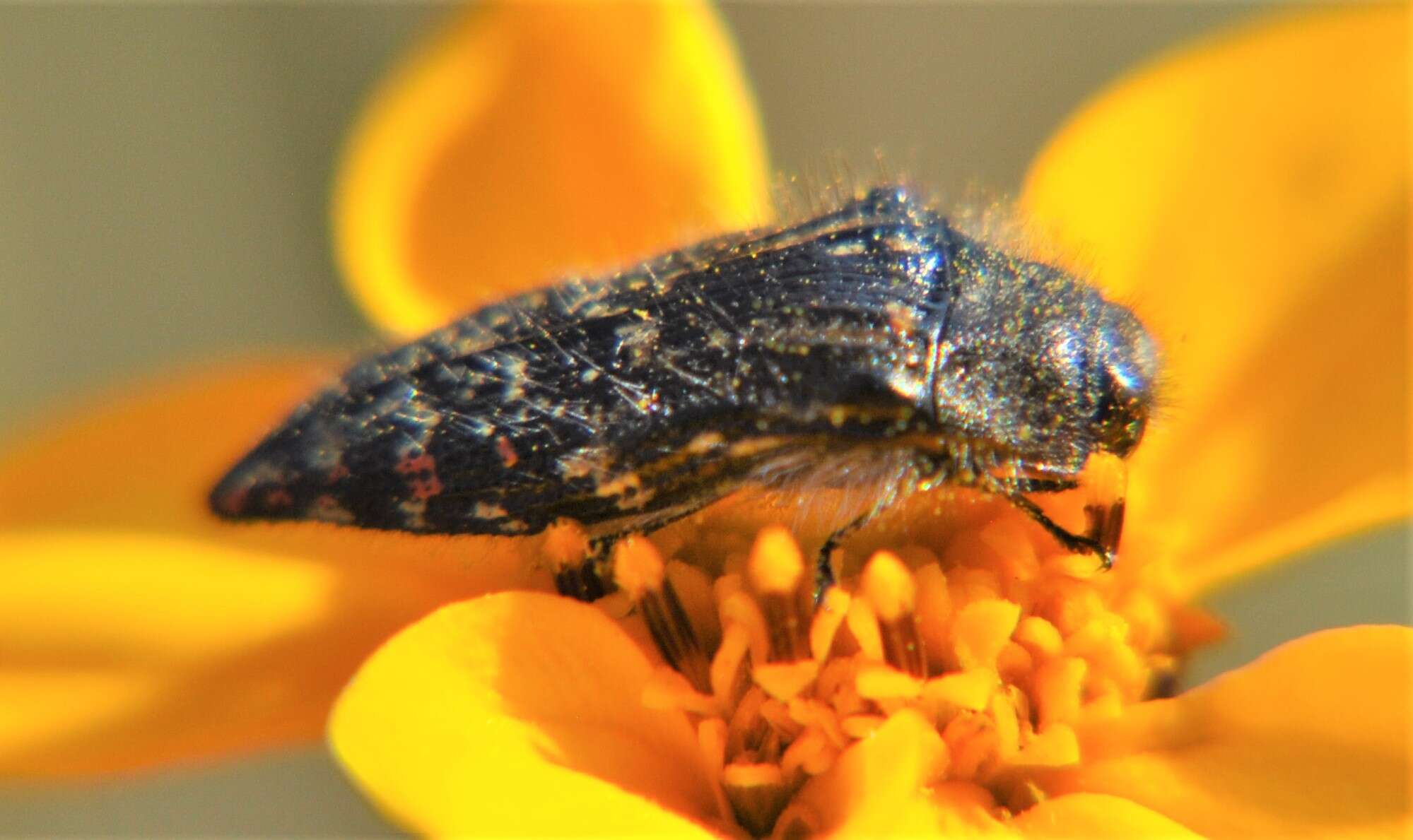 Image of Acmaeodera mudgei Westcott 2002