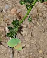 Image of Lotus Hairstreak