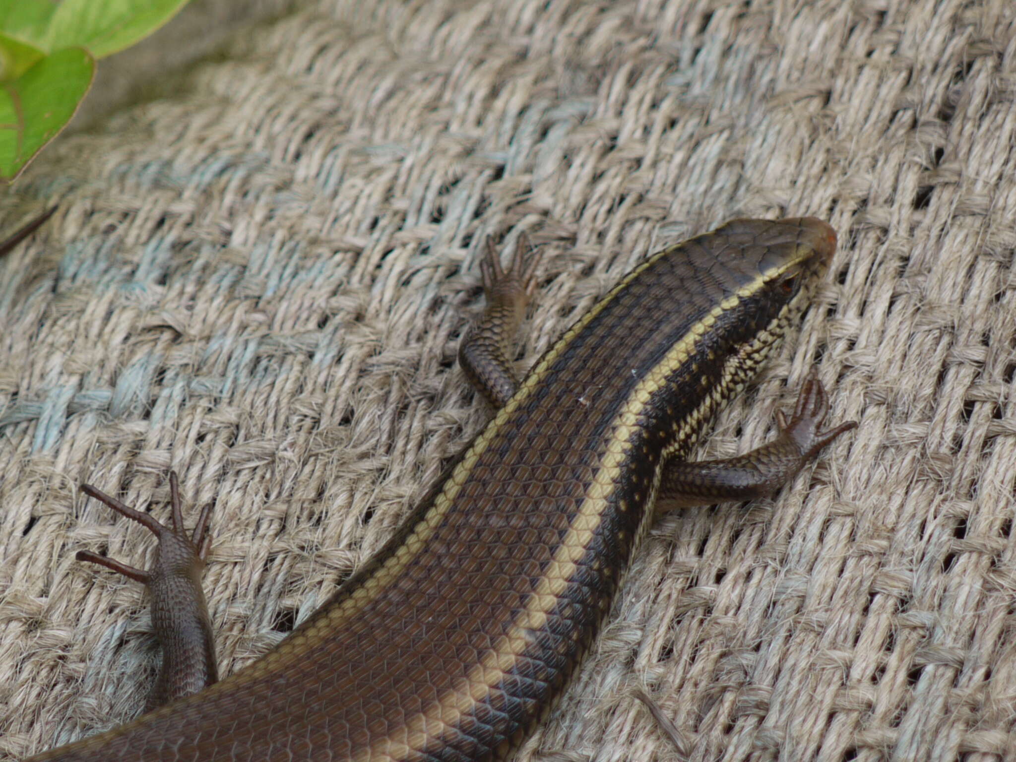 Imagem de Eutropis carinata (Schneider 1801)