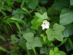 Image of manioc hibiscus