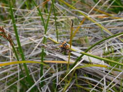 Image of Microtropesa nigricornis Macquart 1851