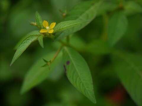 Image of Mexican primrose-willow