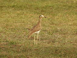 Image of Double-striped Thick-knee