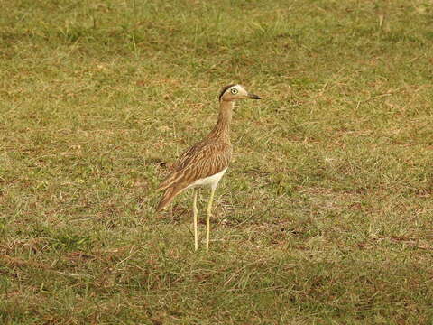 Image of Double-striped Thick-knee