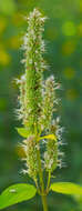 Image of purple giant hyssop