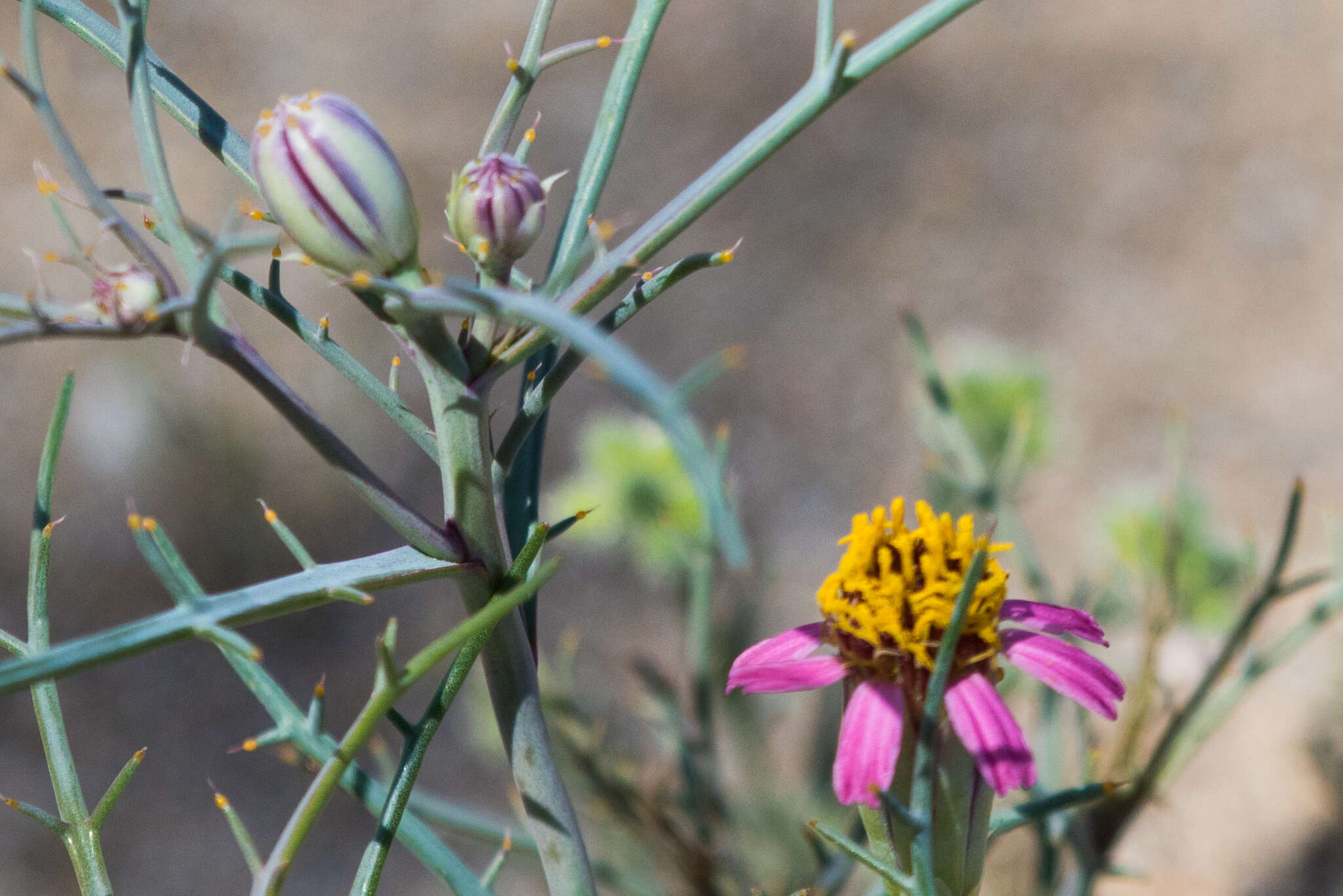 Image of Mojave hole-in-the-sand plant