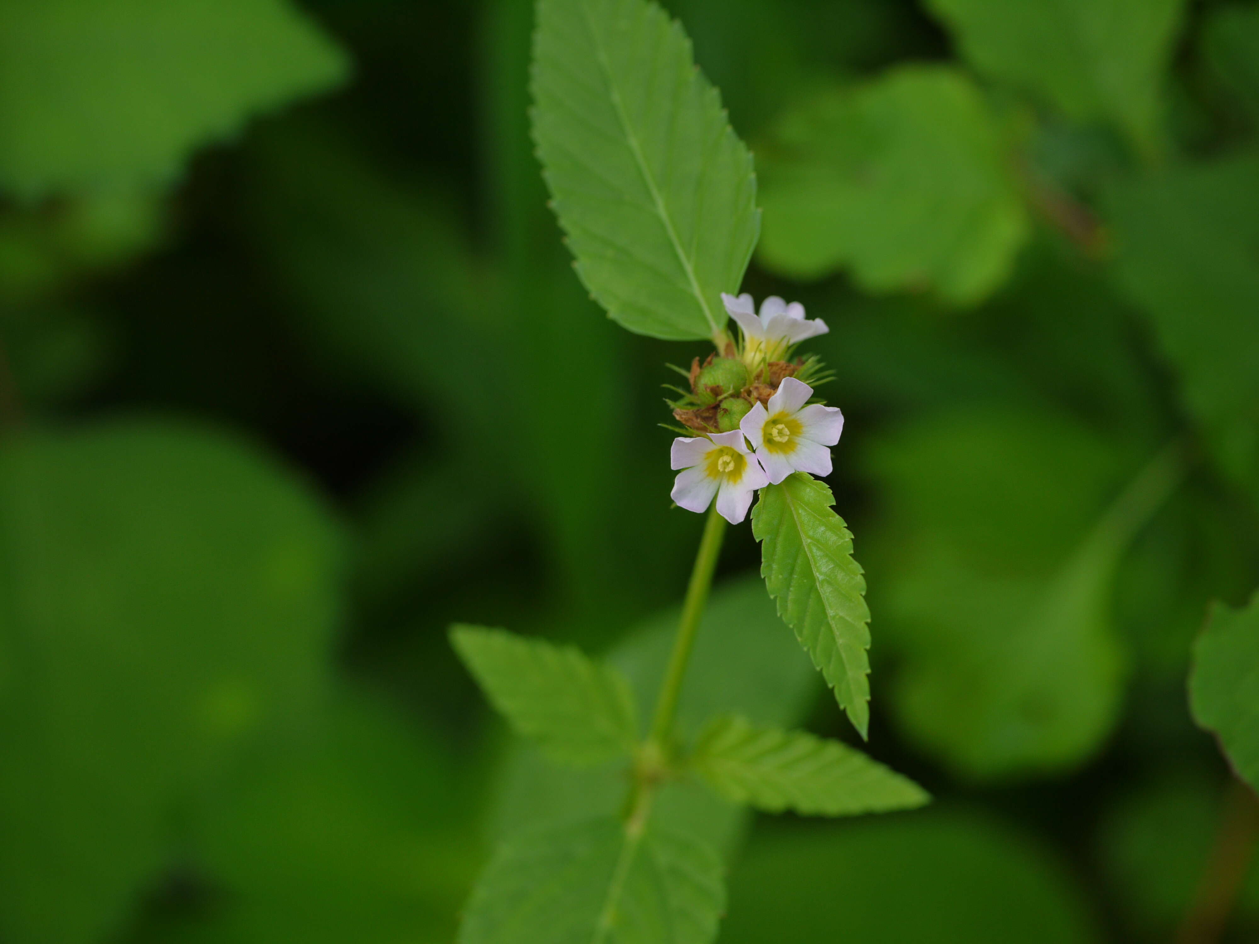 Image of Chocolate Weed