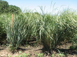 Image of intermediate wheatgrass