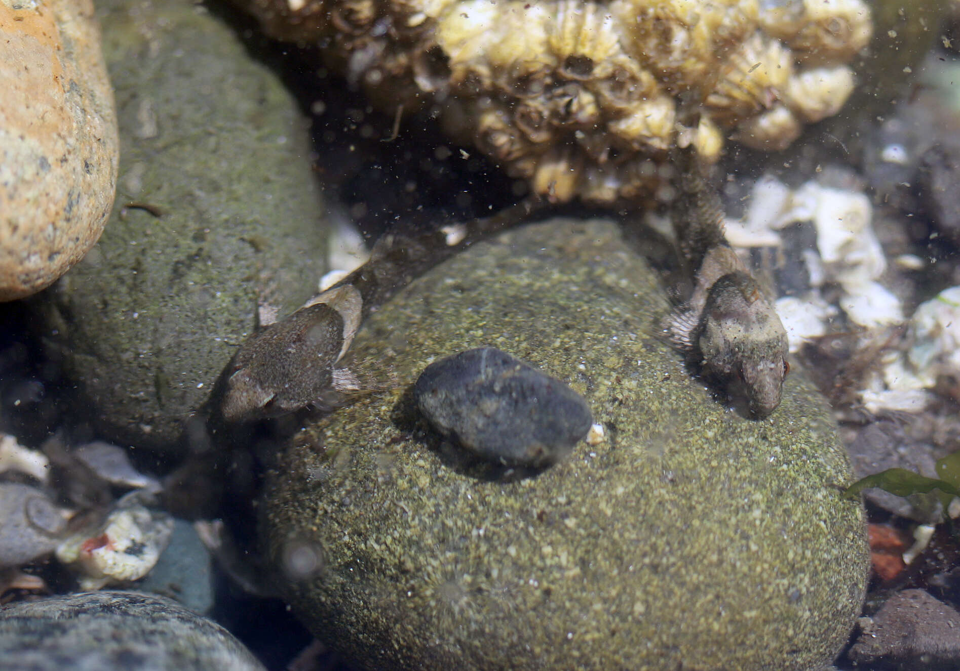 Image of Tidepool sculpin