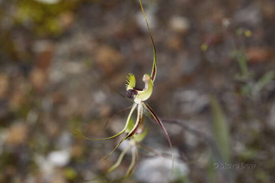 Caladenia attingens subsp. gracillima Hopper & A. P. Br. resmi