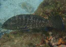 Image of Grouper