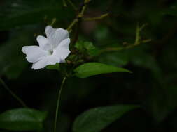 Imagem de Thunbergia fragrans Roxb.