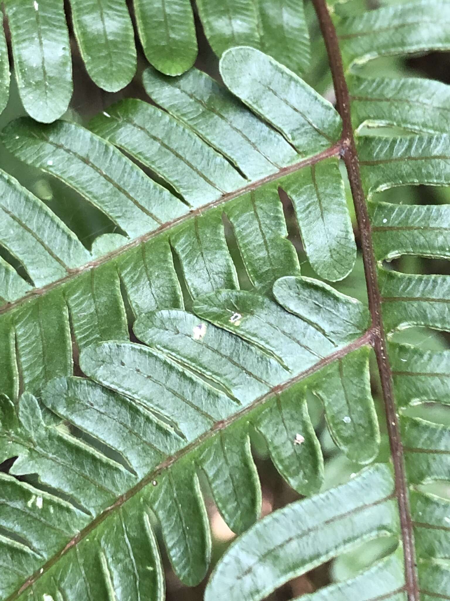 Sivun Pteris setulosocostulata Hayata kuva