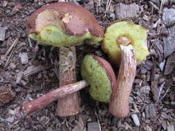 Image of Aureoboletus projectellus (Murrill) Halling 2015