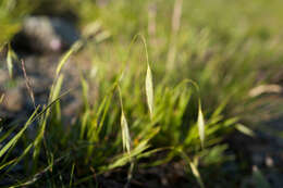 Image of Brachypodium kawakamii Hayata