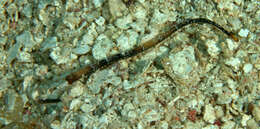 Image of White-nose Pipefish