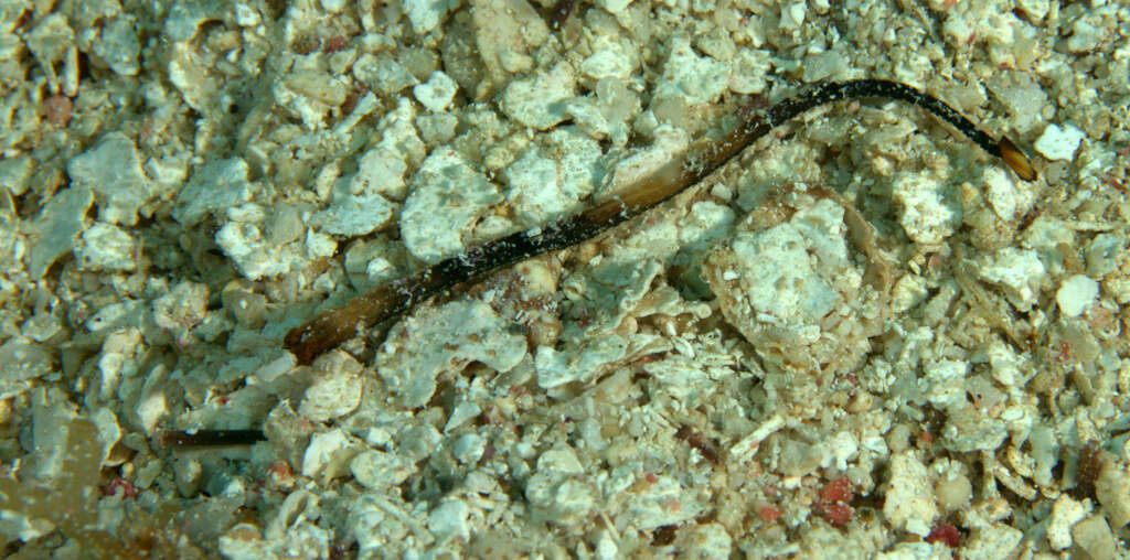 Image of White-nose Pipefish