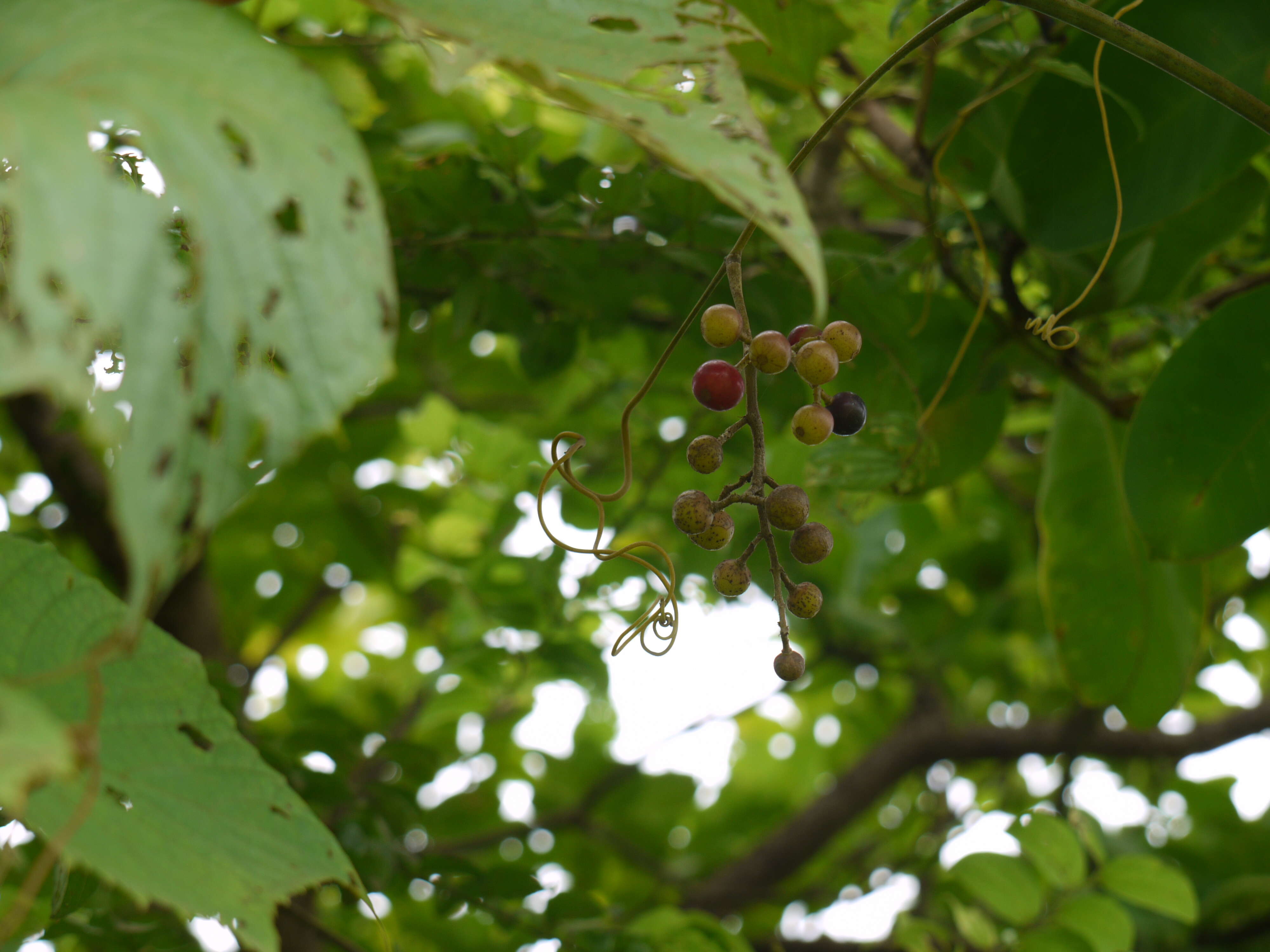 Image of Ampelocissus latifolia (Roxb.) Planch.