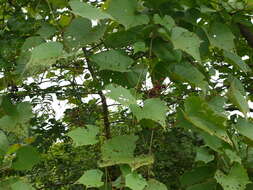 Image of Ampelocissus latifolia (Roxb.) Planch.