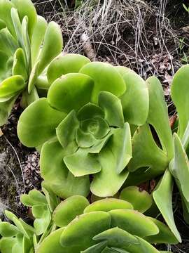 Image of Aeonium canariense subsp. canariense