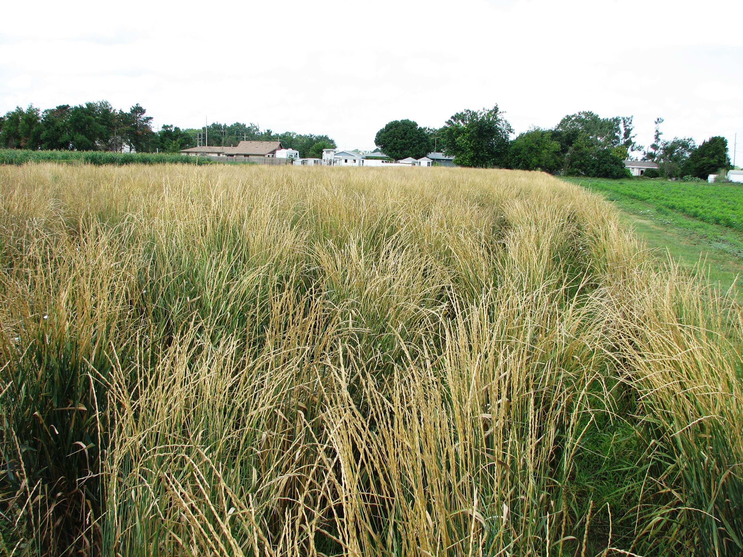 Image of intermediate wheatgrass