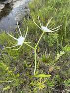 Image de Hymenocallis henryae Traub