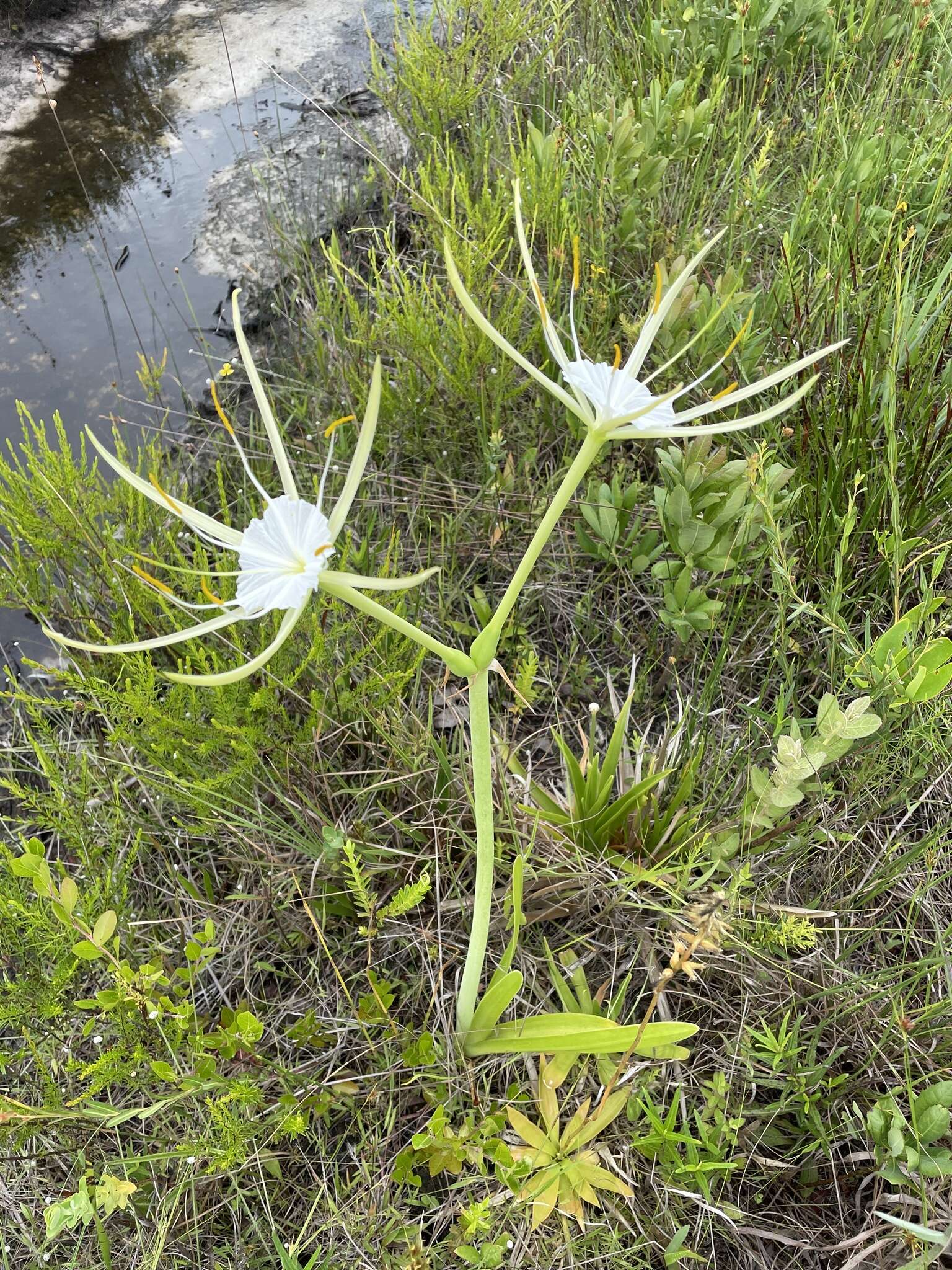 Image of Green Spiderlily