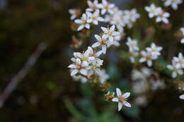 Image of Howell's Pseudosaxifrage