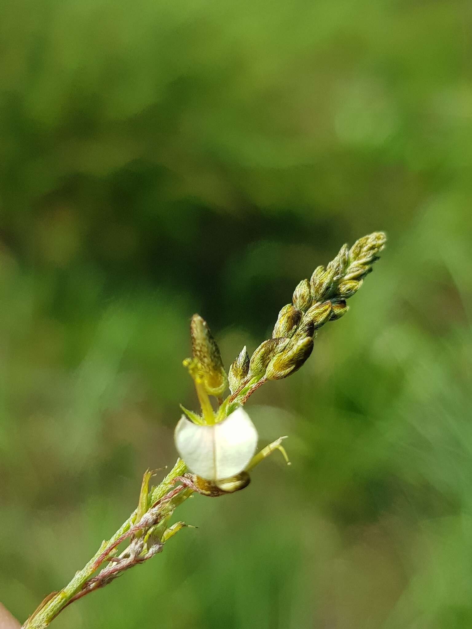 صورة Indigofera zeyheri Eckl. & Zeyh.