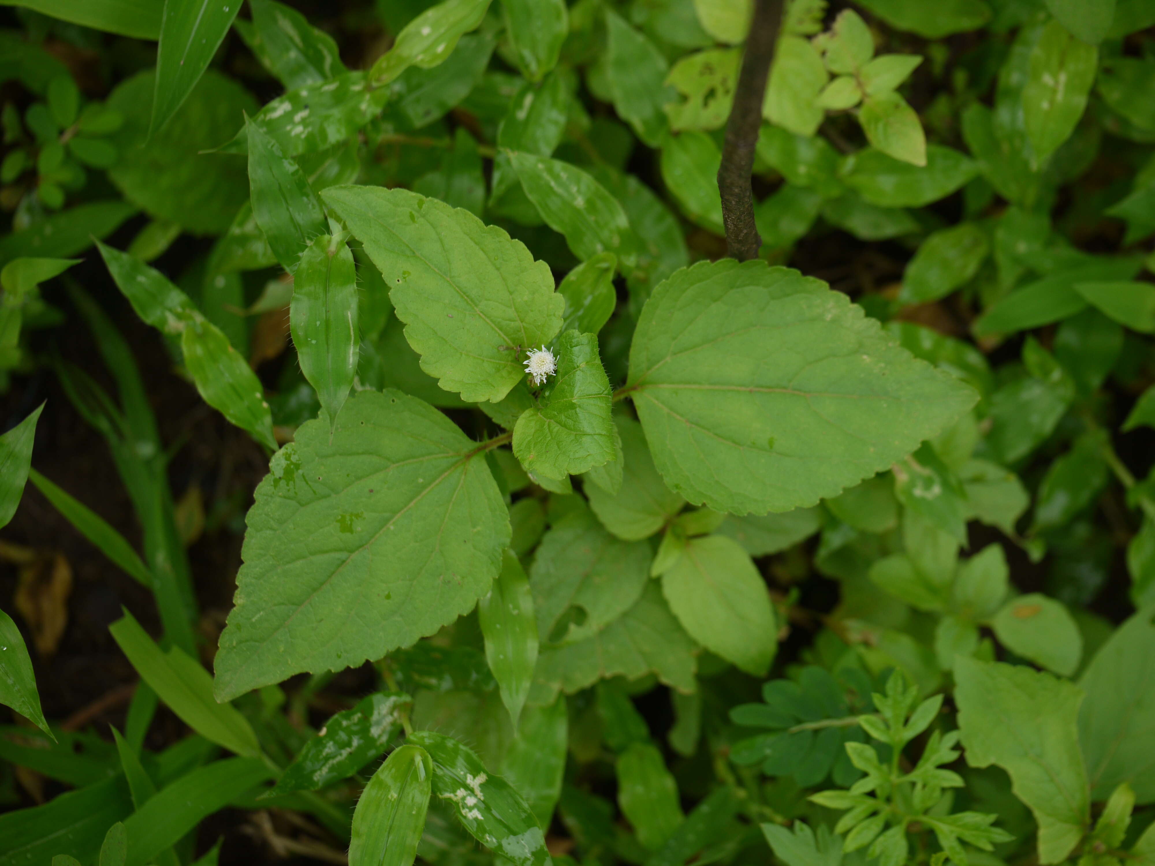 Image of Jack in the bush