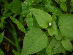 Image of Jack in the bush