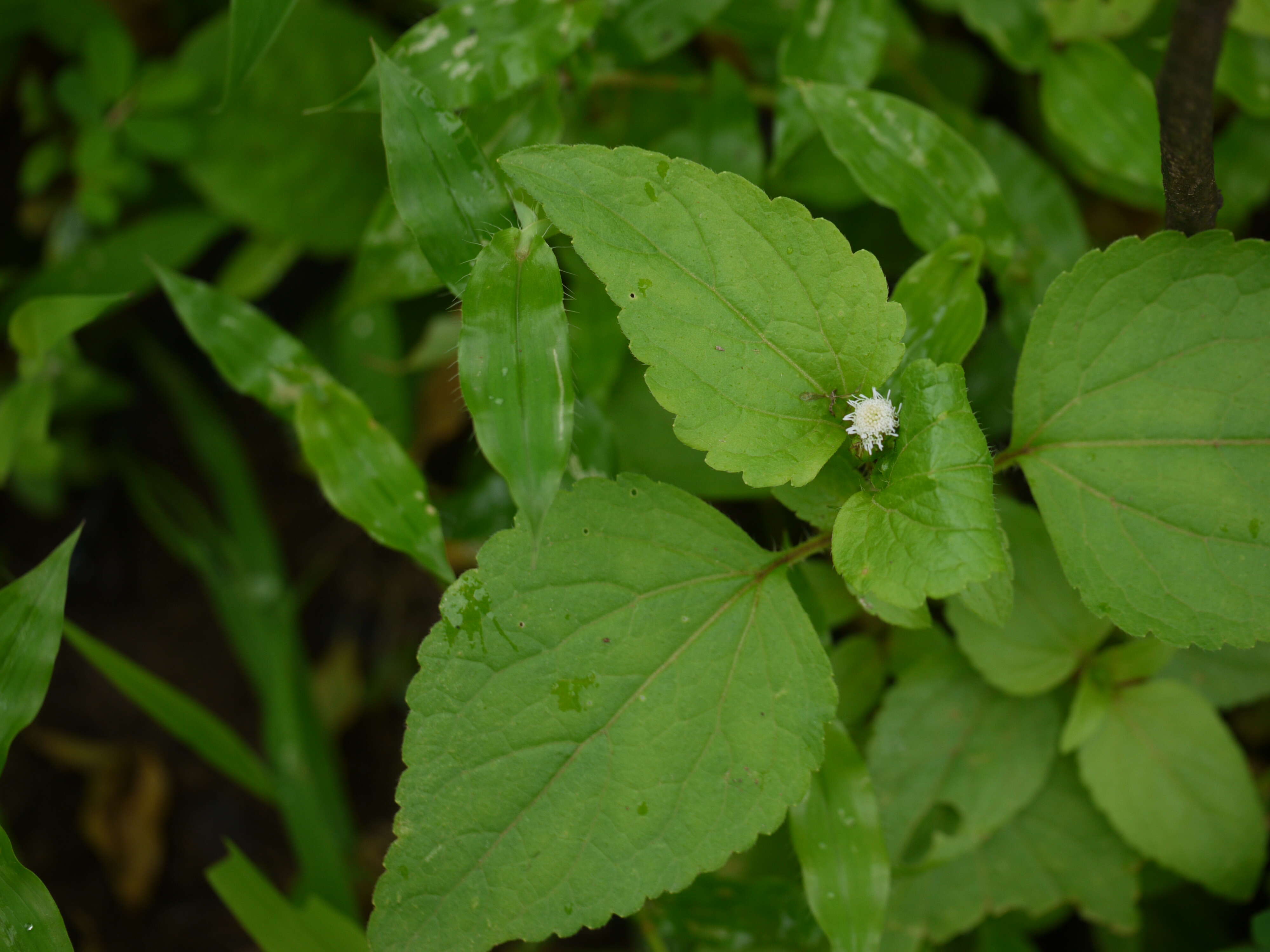 Image of Jack in the bush