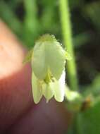 Imagem de Desmodium ochroleucum Canby