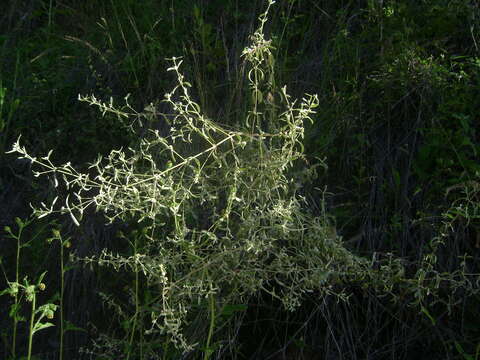 Image of Alternanthera albida (Moq.) Griseb.