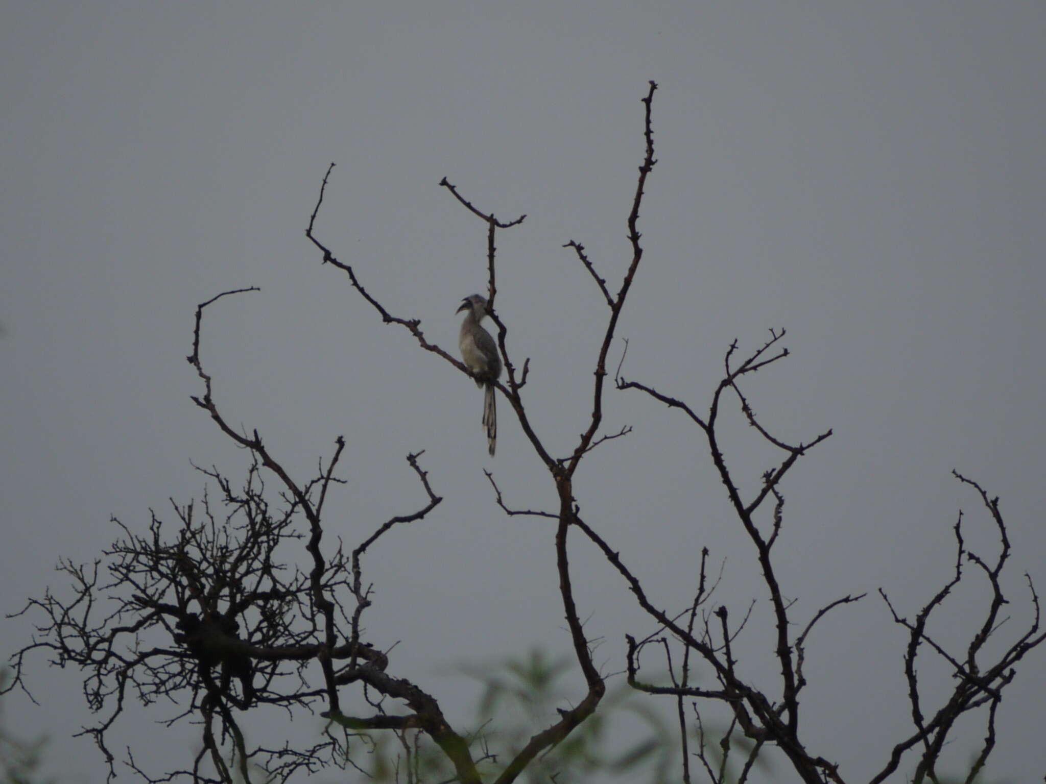 Image of Indian Grey Hornbill