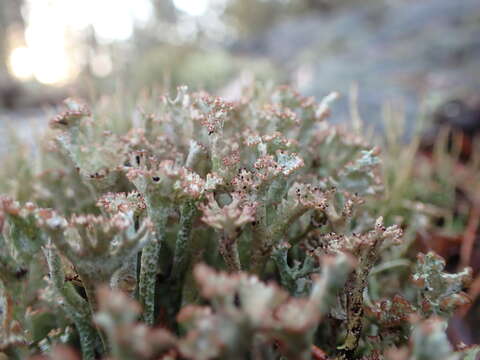 Image of cup lichen