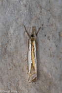 Image of Crambus harrisi Klots 1967