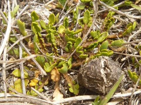 Image of Brachyscome sinclairii Hook. fil.