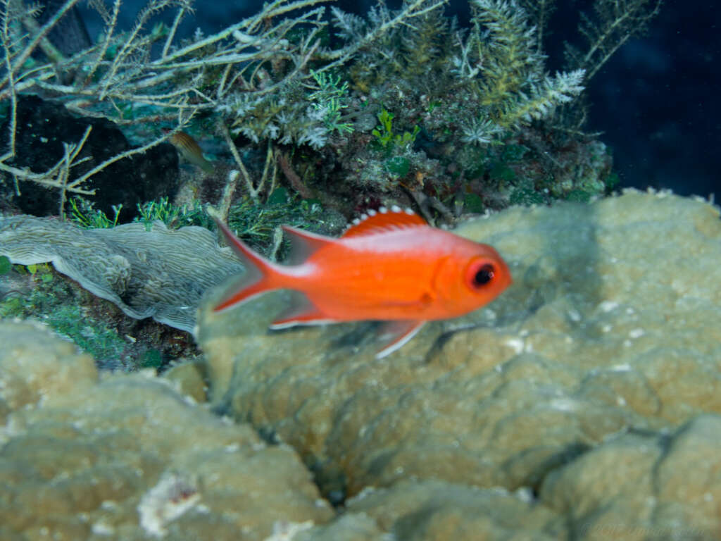 Image of Immaculate Squirrelfish