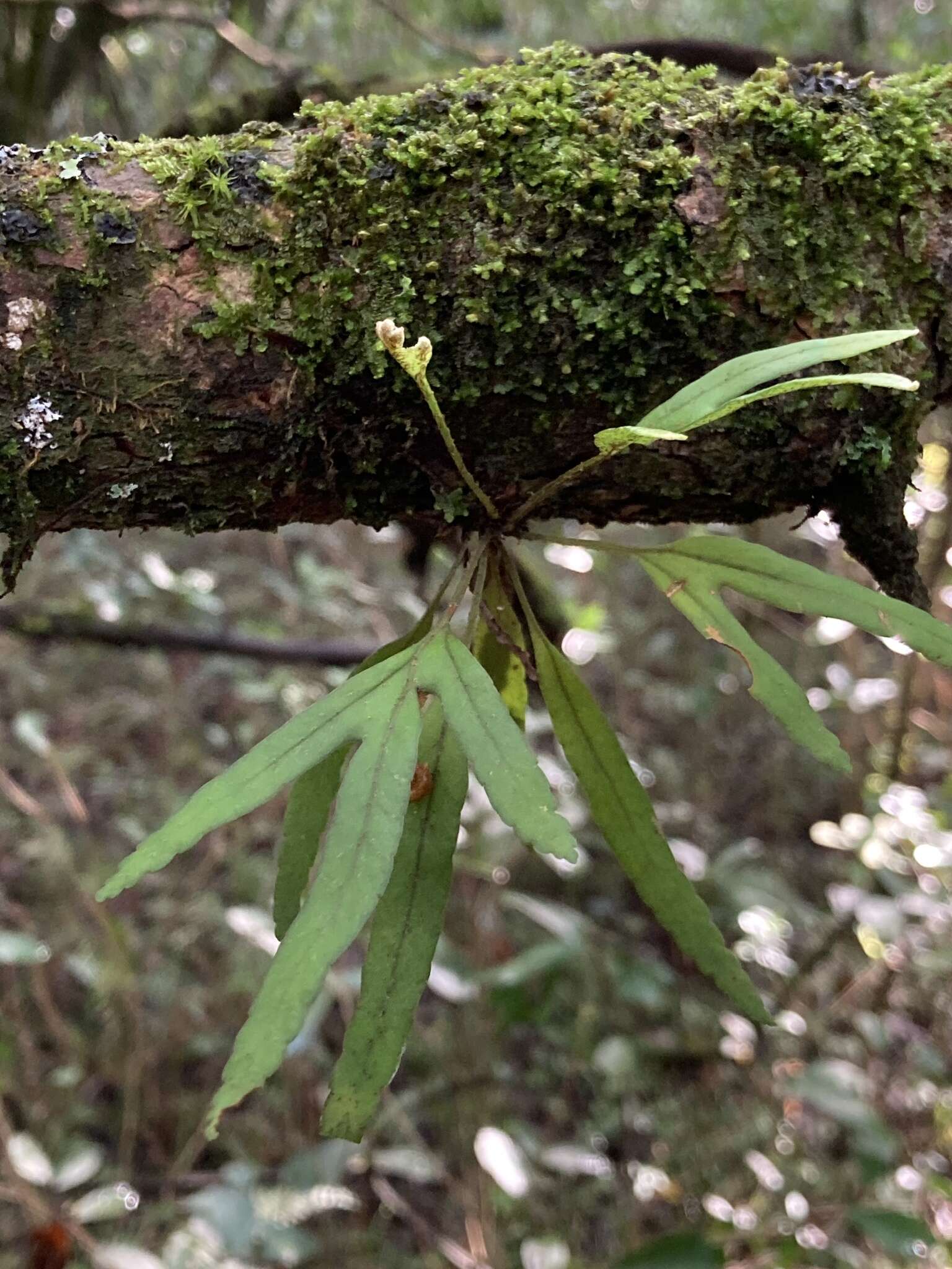 Image de Pleopeltis pleopeltifolia (Raddi) Alston