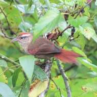 Image of Pallid Spinetail