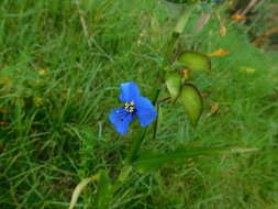 Image of commelina